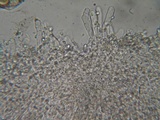 Myxomphalia invita image