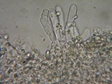 Myxomphalia invita image