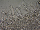 Myxomphalia invita image