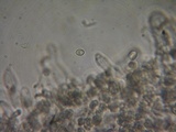 Myxomphalia invita image