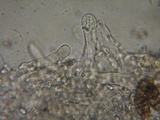 Myxomphalia invita image