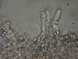 Myxomphalia invita image