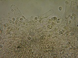 Myxomphalia invita image