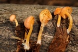 Chrysomphalina aurantiaca image