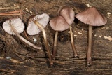 Mycena rubromarginata image