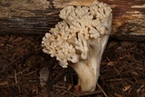 Ramaria velocimutans image