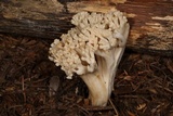 Ramaria velocimutans image
