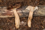 Lactarius kauffmanii image