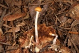 Hypholoma dispersum image