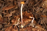 Hypholoma dispersum image