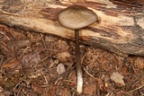 Entoloma holoconiotum image