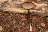 Entoloma holoconiotum image