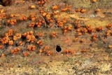 Trichia botrytis var. botrytis image