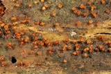Trichia botrytis var. botrytis image