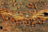 Trichia botrytis var. botrytis image