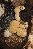 Hypocrea pulvinata image