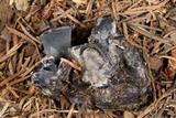 Polyozellus multiplex image