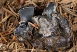 Polyozellus multiplex image