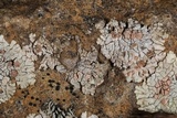 Placopsis lambii image