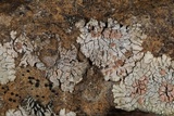 Placopsis lambii image