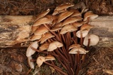 Gymnopus acervatus image