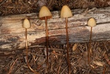 Conocybe tenera image