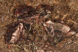 Hydnellum peckii image