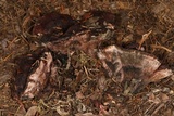 Hydnellum peckii image