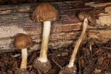 Inocybe ceskae image