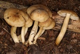 Lyophyllum decastes image