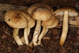 Lyophyllum decastes image