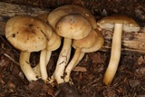 Lyophyllum decastes image