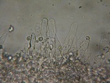 Myxomphalia invita image