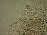 Myxomphalia invita image