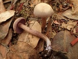 Laccaria bicolor image