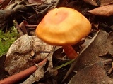 Rhodocybe nitellina image