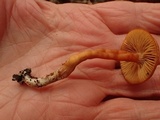 Rhodocybe nitellina image