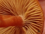 Rhodocybe nitellina image