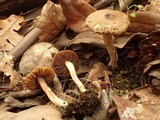 Inocybe flocculosa image