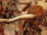 Inocybe flocculosa image