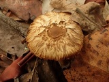 Inocybe flocculosa image