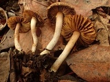 Inocybe flocculosa image