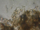 Inocybe flocculosa image