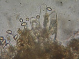 Inocybe flocculosa image