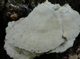 Fomitopsis spraguei image