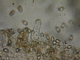 Inocybe flocculosa image