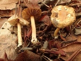 Inocybe leiocephala image
