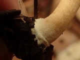 Inocybe leiocephala image
