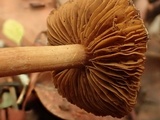 Inocybe leiocephala image