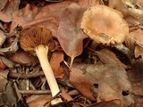 Inocybe leiocephala image